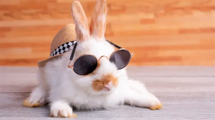 داستان انگلیسی خرگوش