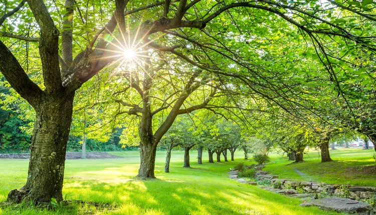 فصل تابستان به زبان انگلیسی